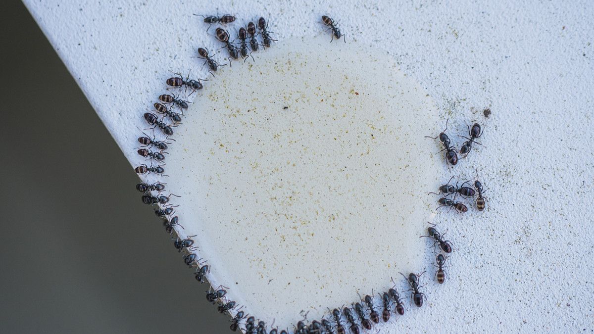 Sperma Dikerubuti Semut