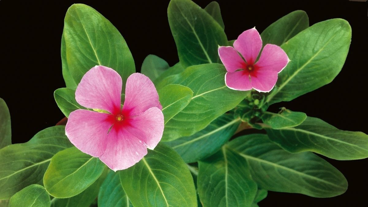 Mengungkap Manfaat Tanaman Tapak Dara untuk Kesehatan