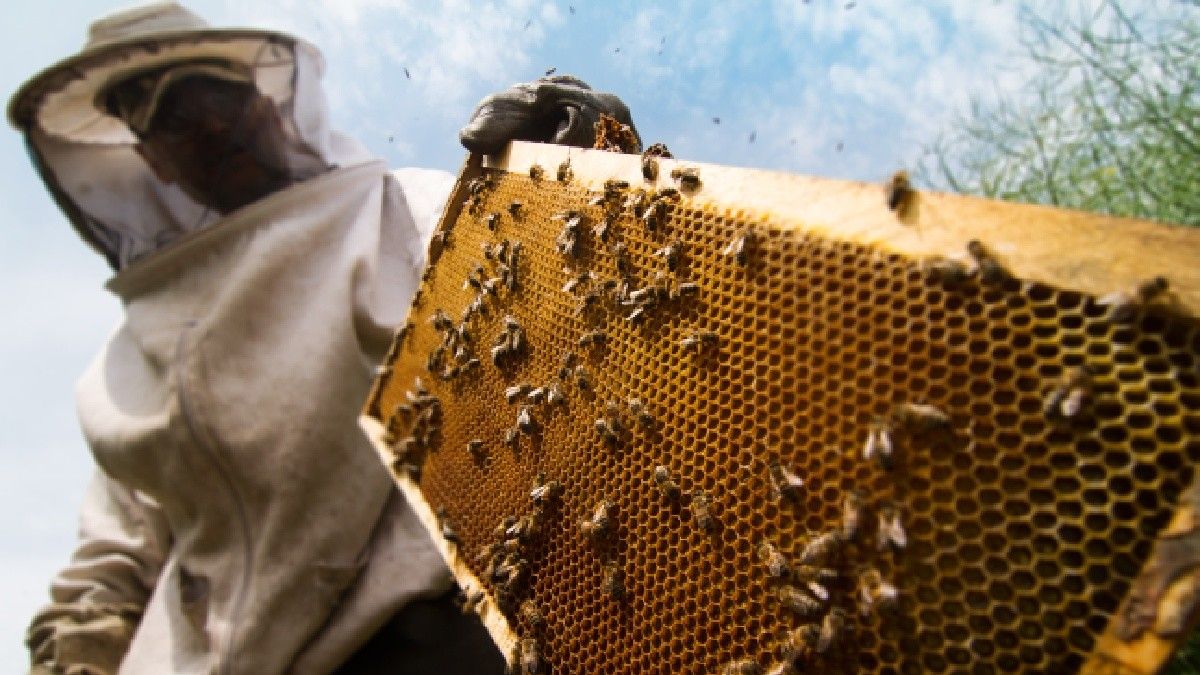 Benarkah Racun Lebah Madu Bisa Basmi Sel Kanker Payudara?