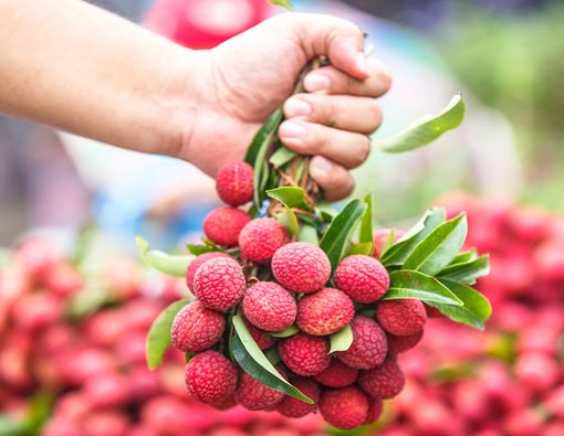 Deretan Buah yang Berbahaya Jika Dikonsumsi Sembarangan