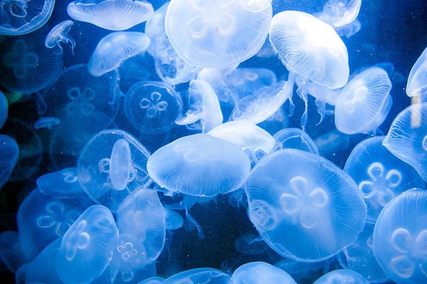 6 Monster Laut yang Patut Anda Waspadai