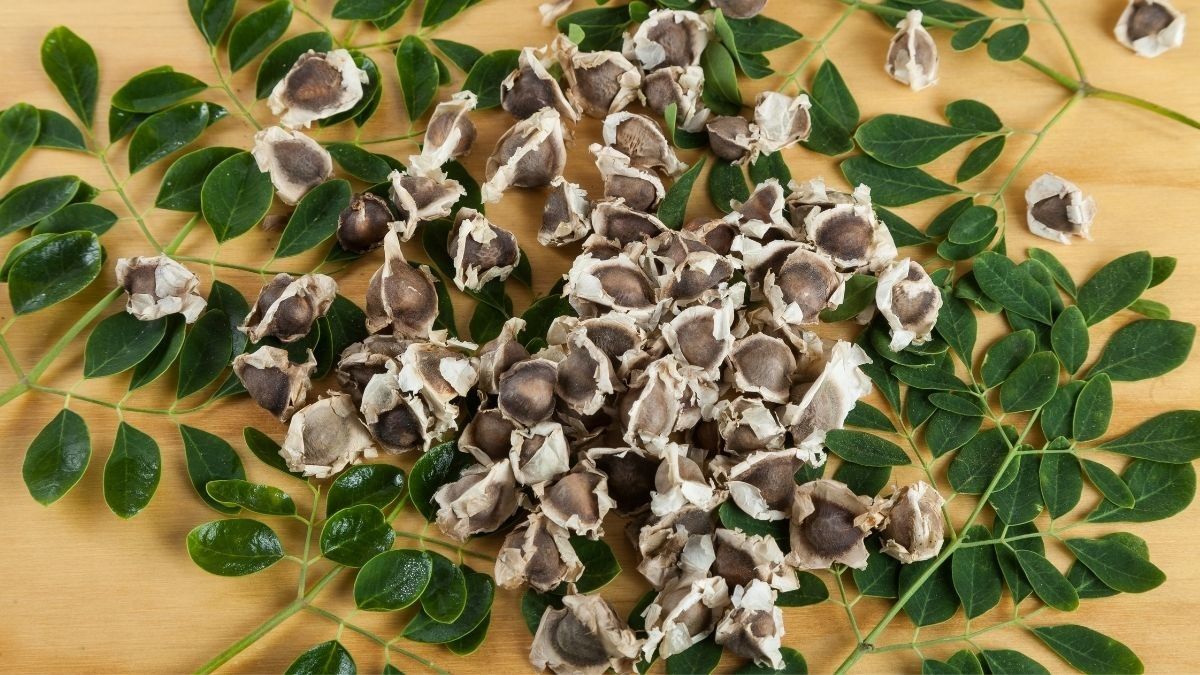 Sederet Manfaat Biji Kelor untuk Kesehatan Tubuh Anda