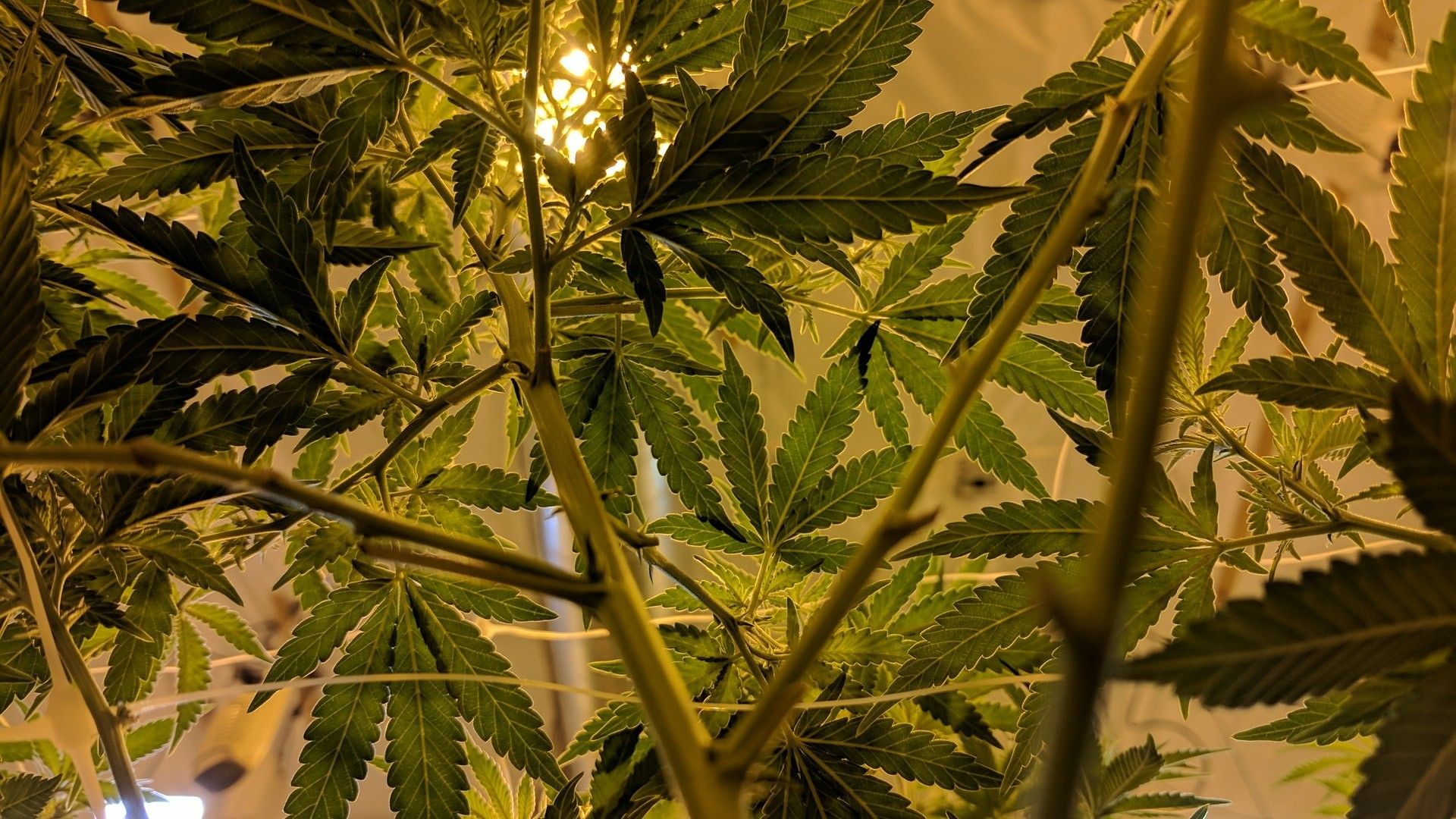 Ganja untuk Disfungsi Ereksi, Mengobati atau Bikin Makin Parah?