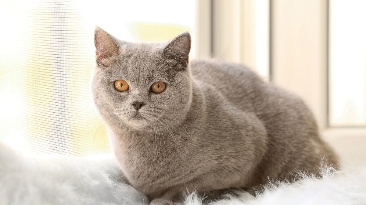 Takut Kucing? Waspada Mengidap Ailurophobia