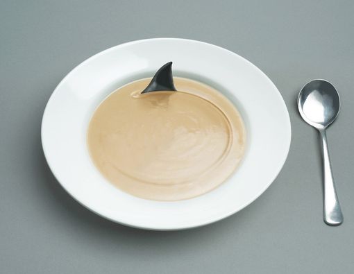 Bahaya Konsumsi Daging dan Sirip Ikan Hiu