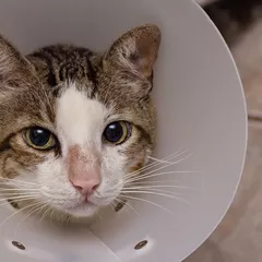 Rekomendasi Kalung Kucing Anti Kutu