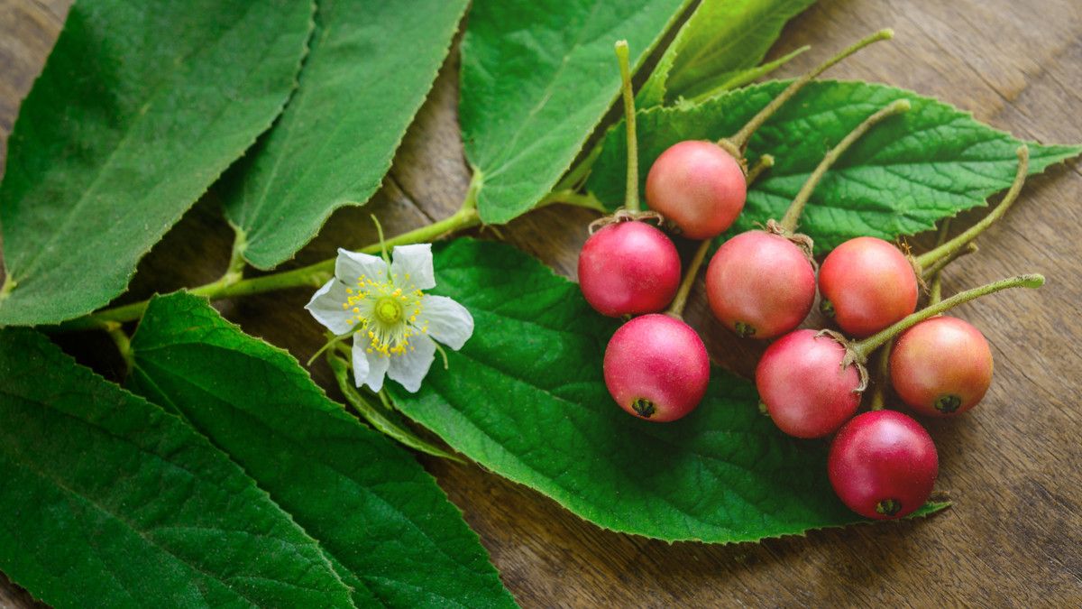 10 Manfaat Buah Kersen yang Tak Pernah Kamu Duga