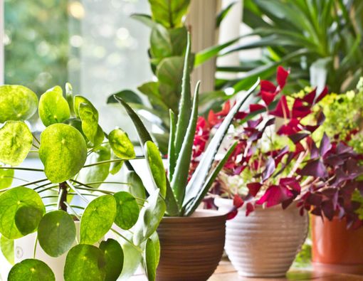 Benarkah Tanaman dalam Ruangan Bisa Membersihkan Udara?