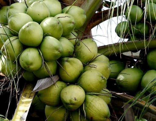 Benarkah Buah Kelapa Hijau Dapat Meningkatkan Kesuburan?