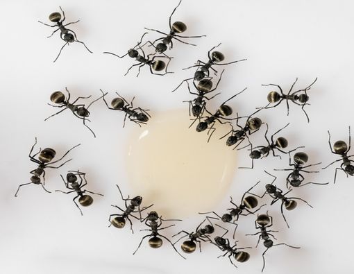 Sperma Dikerubuti Semut, Apakah Tanda Penyakit Diabetes?