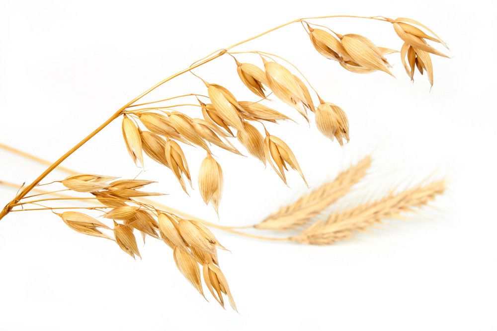 Yuk, Kenali Beda Oat dan Gandum