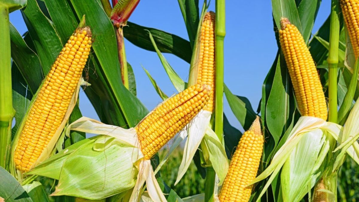 Ini Hubungan antara Alergi Jagung dan Peningkatan Sel Darah Putih