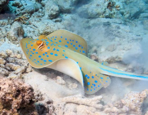 Ini yang Terjadi Saat Anda Tersengat Ikan Pari