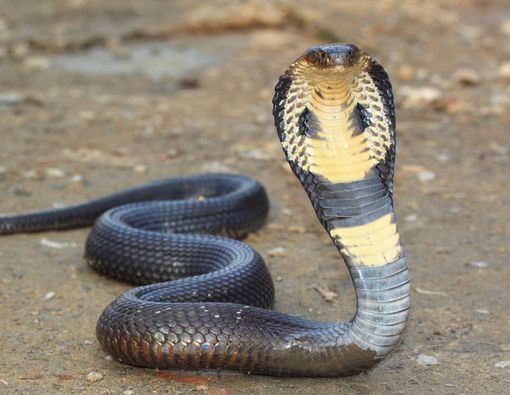 Gul haqida erotik film