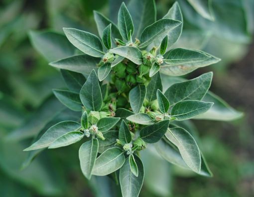 10 Manfaat Tanaman Ashwagandha untuk Kesehatan 