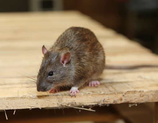 Jangan Anggap Remeh, Leptospirosis Bisa Picu Kematian