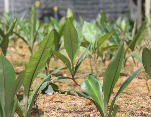 Manfaat Rumput Fatimah Bagi Kesehatan