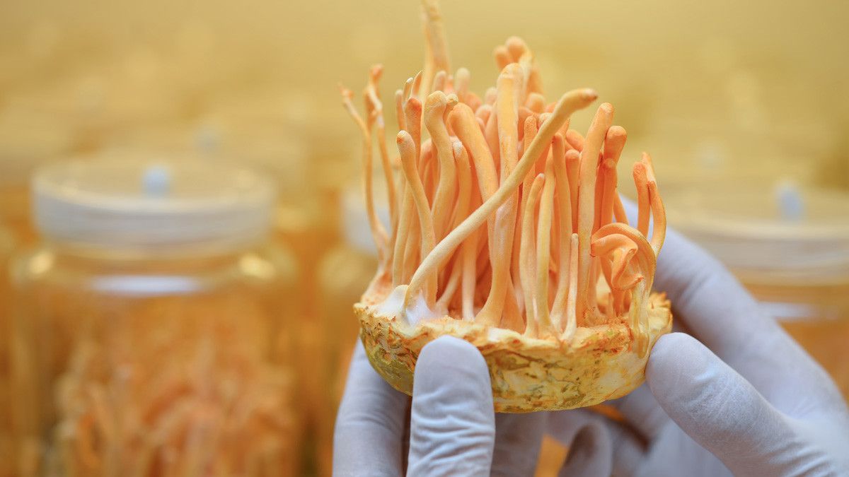 Banyak Manfaat, Jamur Cordyceps Militaris Berpotensi Tangkal Corona?