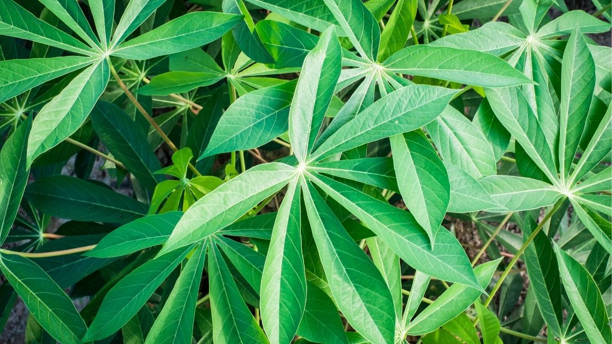 Manfaat Daun Singkong untuk Ibu Hamil