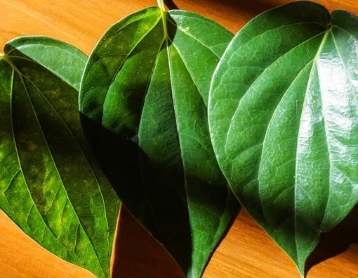 Daun Sirih untuk Radang Gusi