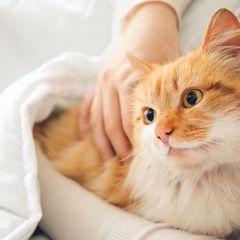 Agar Tumbuh Sehat, Ini Cara Merawat Kucing dengan Baik!