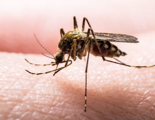 Mitos tentang Malaria yang Tidak Perlu Dipercaya
