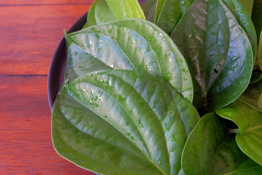 Khasiat Kencur dan Daun Sirih untuk Usir Radang Tenggorokan (ideapix69/Shutterstock)