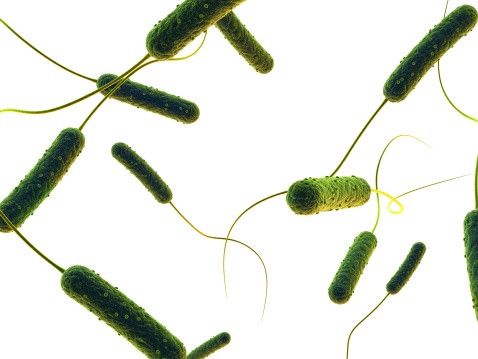 Mengenal Bakteri E-Coli