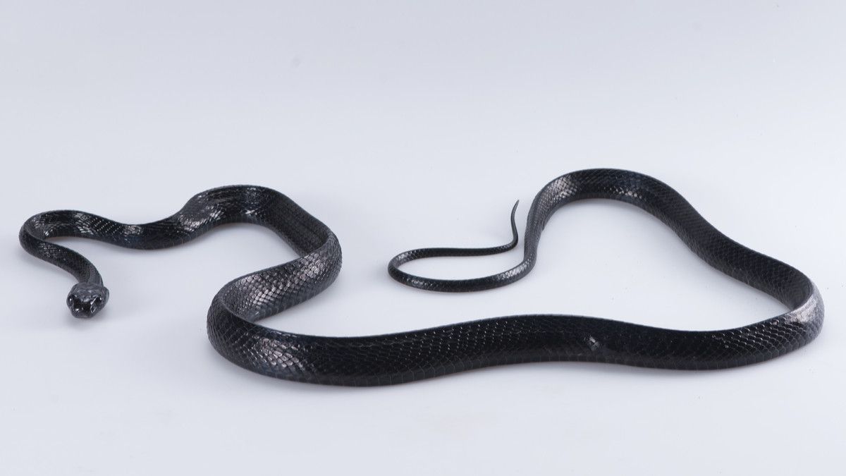 Ini Solusi Cegah Virus Corona untuk Peternakan dan Rumah Potong Hewan