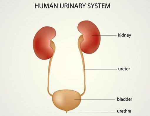 Ureter dan Uretra, Apa Bedanya?