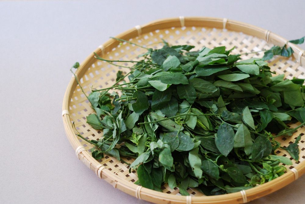 ASI Lancar dengan Daun Katuk