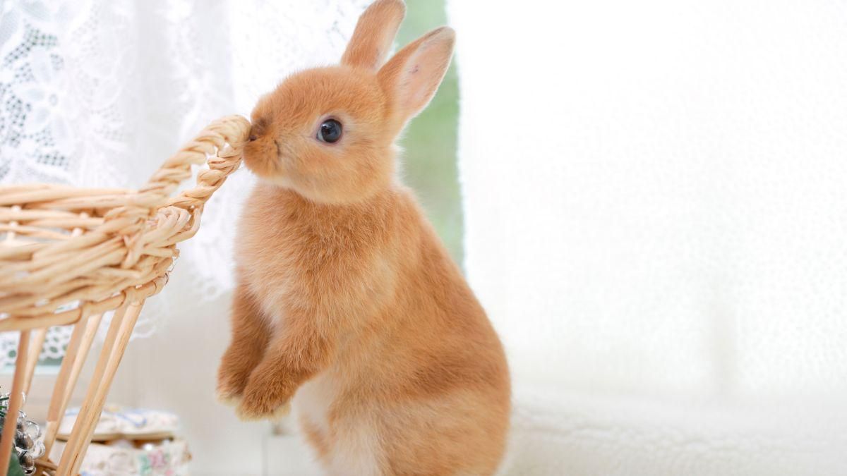 Cara Aman Memandikan Kelinci Kesayanganmu