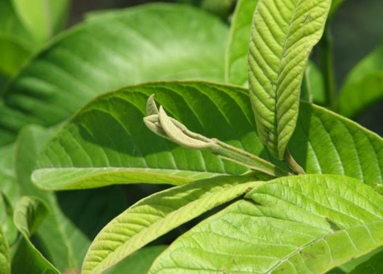 10 Manfaat Daun Jambu Biji Untuk Kesehatan