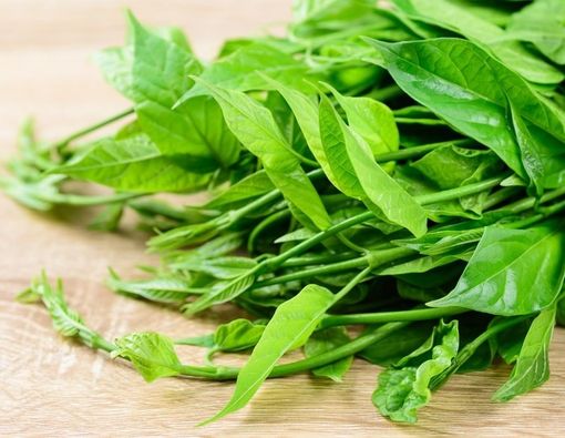 Manfaat Gurmar untuk Penderita Diabetes