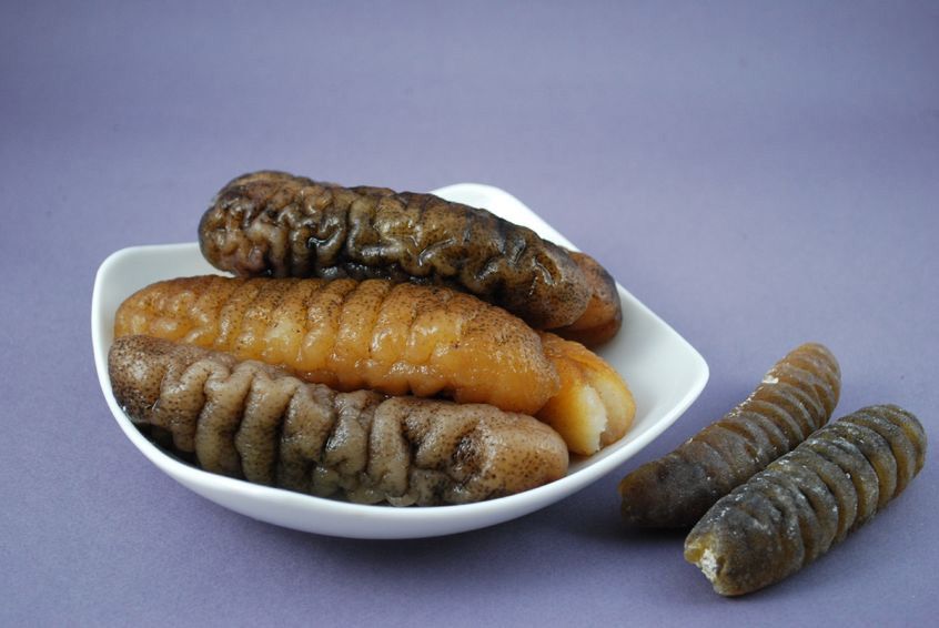 Sederet Manfaat Teripang untuk Kesehatan Tubuh