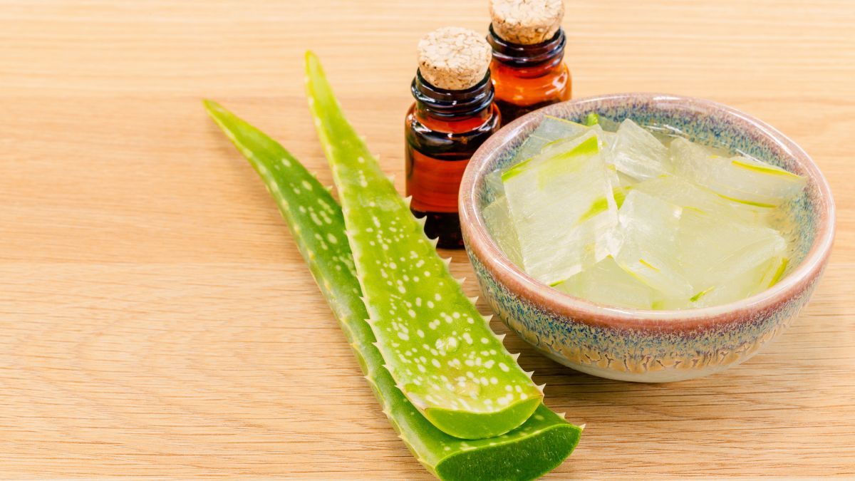 lidah buaya