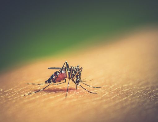 Waspada, Berjangkitnya Demam Berdarah di Musim Hujan