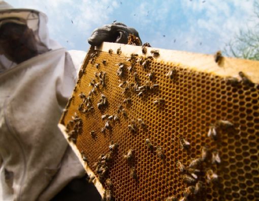 Benarkah Racun Lebah Madu Bisa Basmi Sel Kanker Payudara?