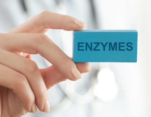 Tipe-Tipe Enzim Pencernaan dan Fungsinya