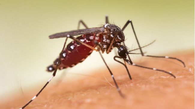 Ini Orang-orang yang Berisiko Tinggi Kena Malaria (Frank60/Shutterstock)