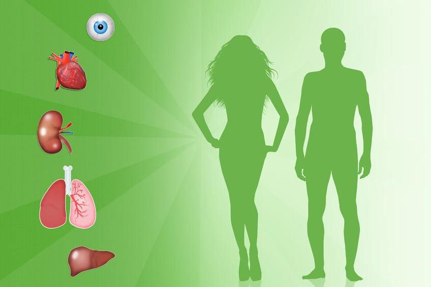 5 Organ Tubuh Manusia yang Bisa Didonorkan