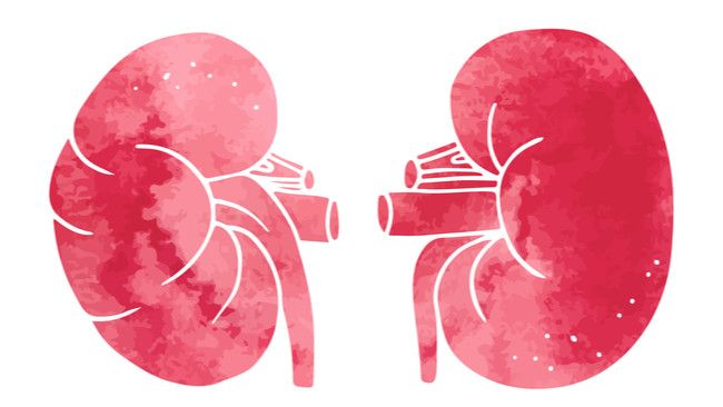 5 Cara Mudah Jaga Kesehatan Ginjal