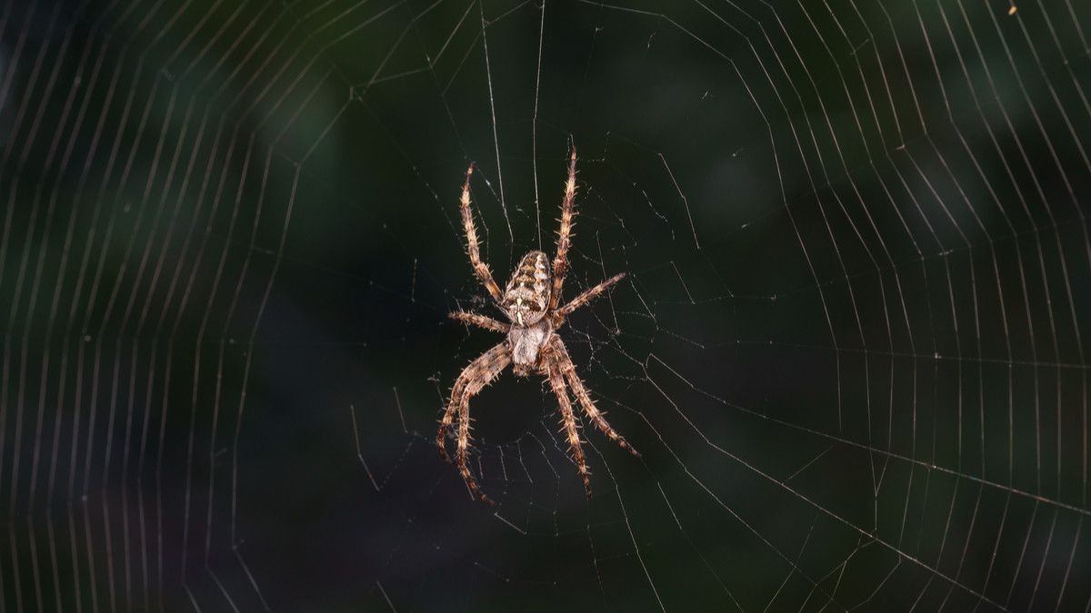 Pertolongan Pertama Saat Digigit Laba-laba, Jangan Panik! - KlikDokter