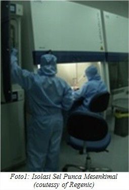 Penggunaan Sel Punca Mesenkimal untuk Terapi Osteoarthritis