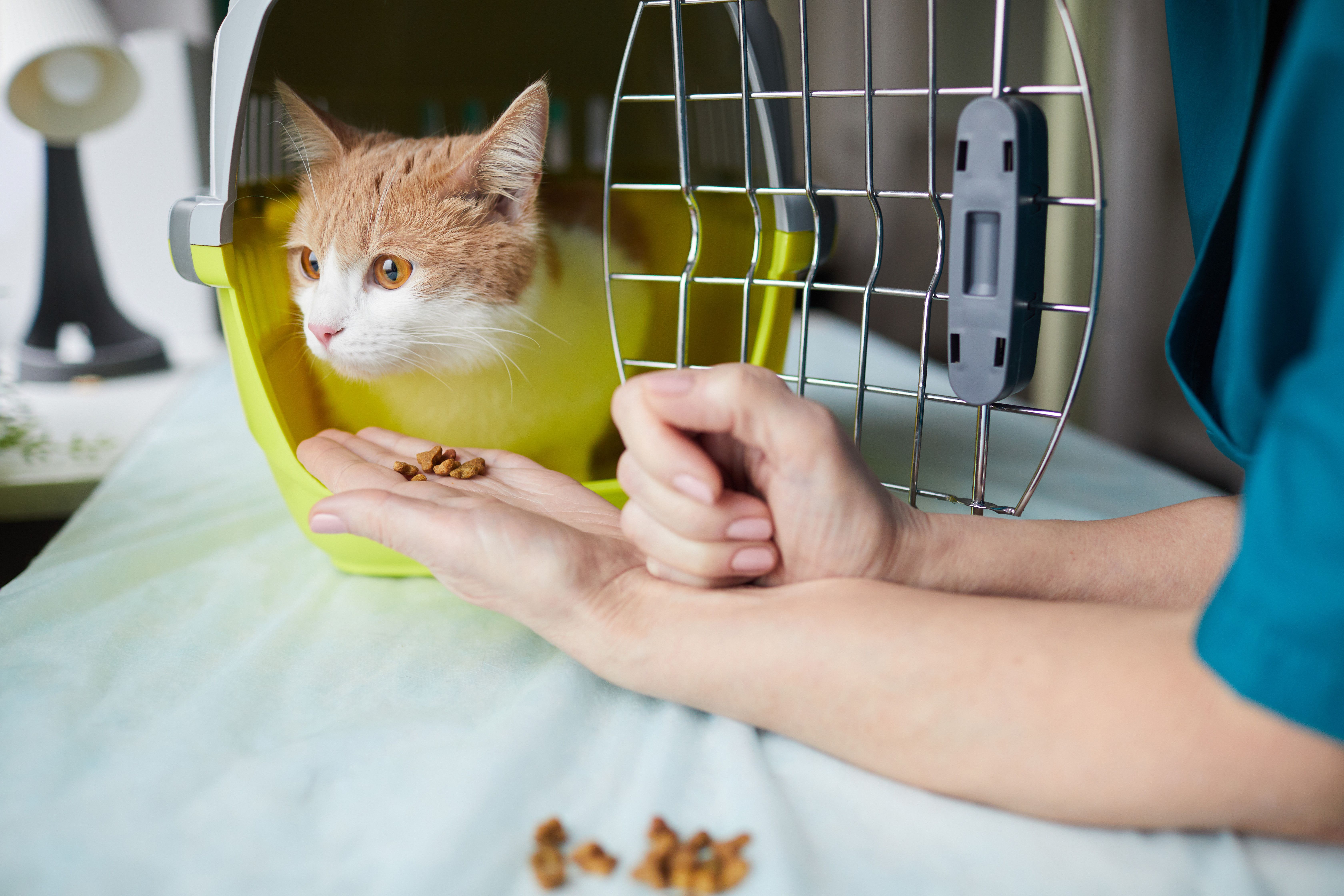 Alasan Medis Hewan Peliharaan Tidak Boleh Masuk Supermarket