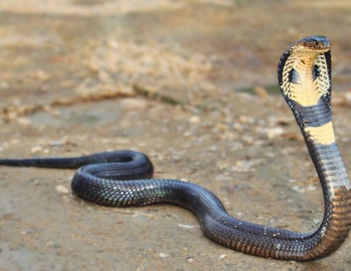 Benarkah Darah Ular Kobra Bermanfaat untuk Kejantanan Pria?