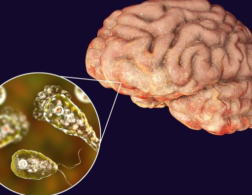 Waspada, Ini 3 Cara Penyebaran Amoeba Pemakan Otak 