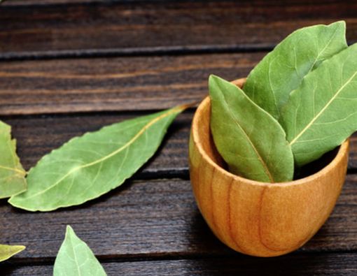 Obati Asam Urat dengan Daun Salam, Efektifkah?