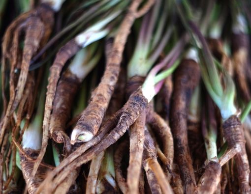 Manfaat Herbal Dong Quai untuk Kesehatan