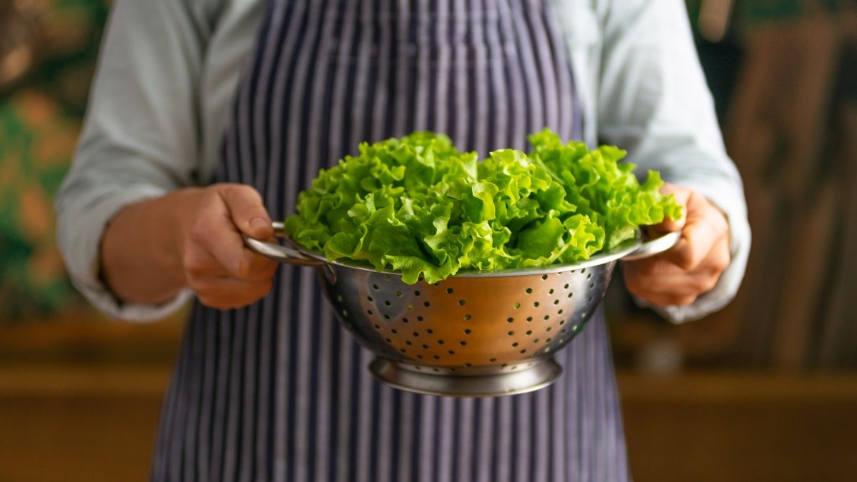 Manfaat Lettuce atau Selada Bokor untuk Kesehatan